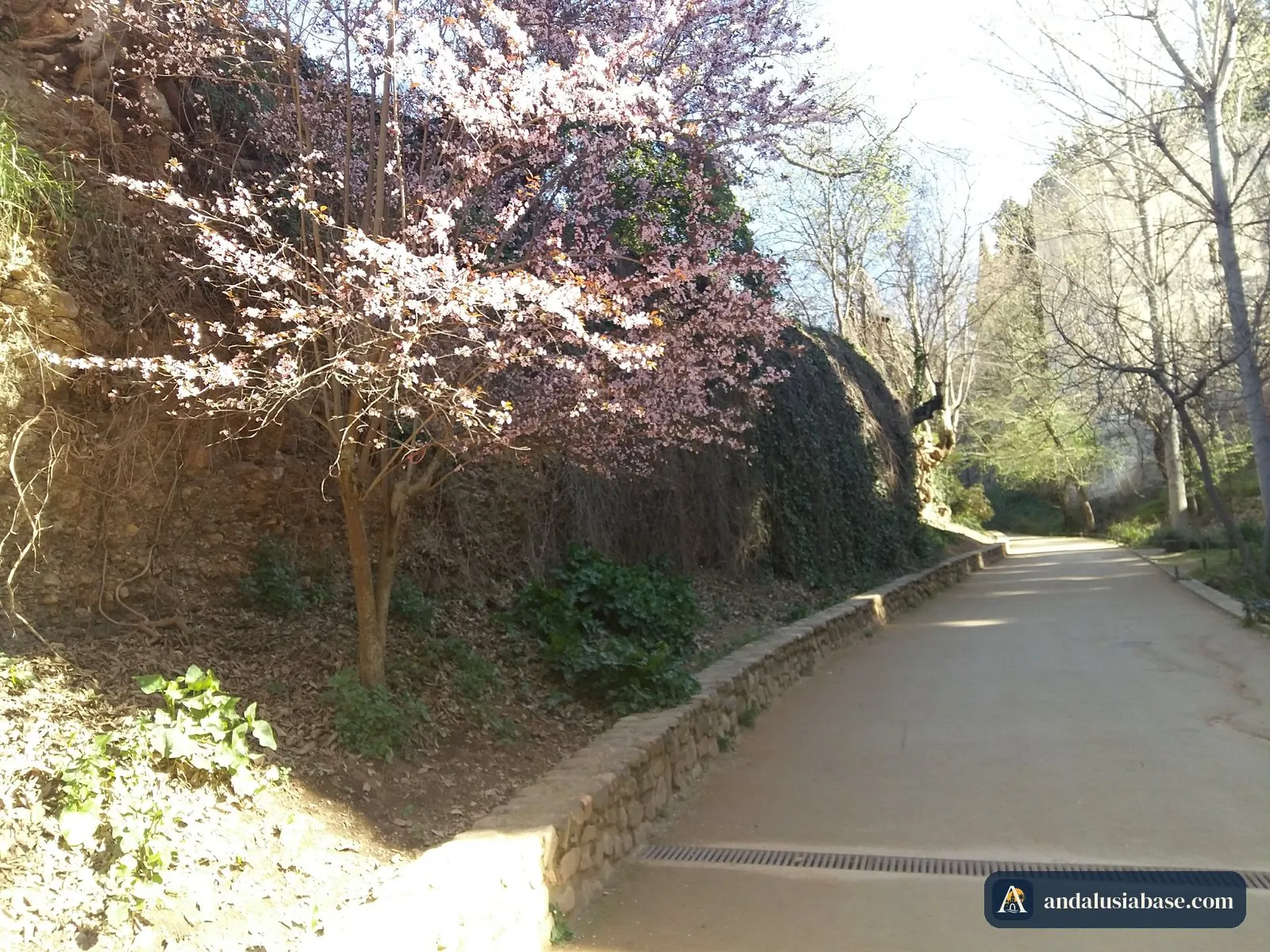 Uma árvore em flor cor-de-rosa junto a um passeio sob as muralhas da Alhambra na primavera