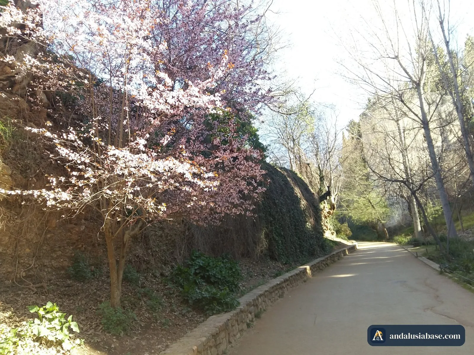 Floração de primavera sobre um caminho tranquilo abaixo da Alhambra em março