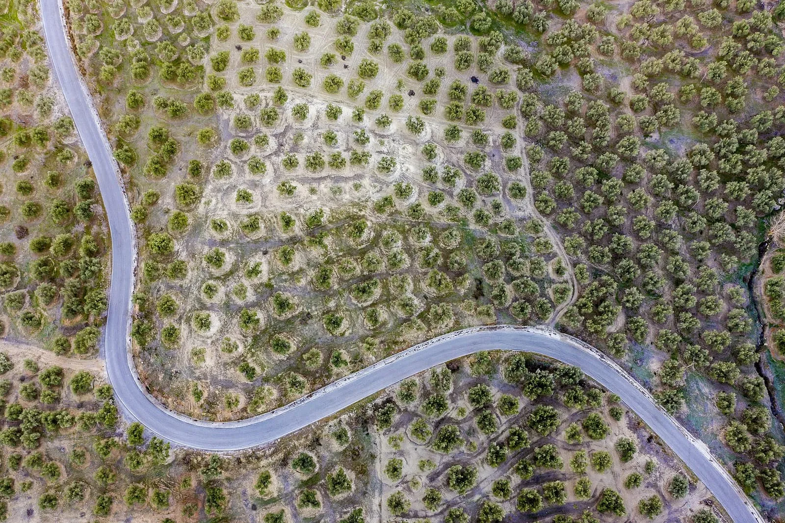 Vista aérea de una carretera sinuosa que cruza los olivares de la campiña andaluza