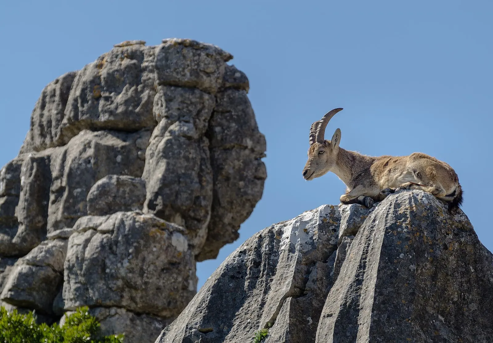 Una cabra montés tumbada sobre las rocas calizas erosionadas de El Torcal de Antequera