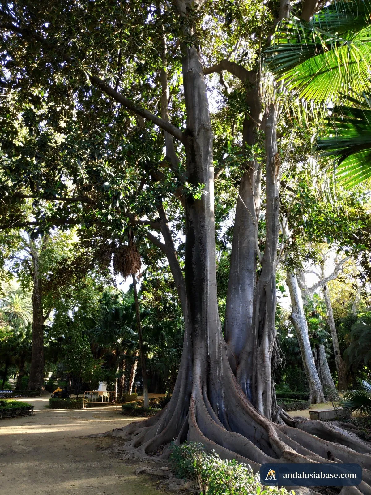 Um ficus gigante com raízes tabulares no Parque de María Luisa