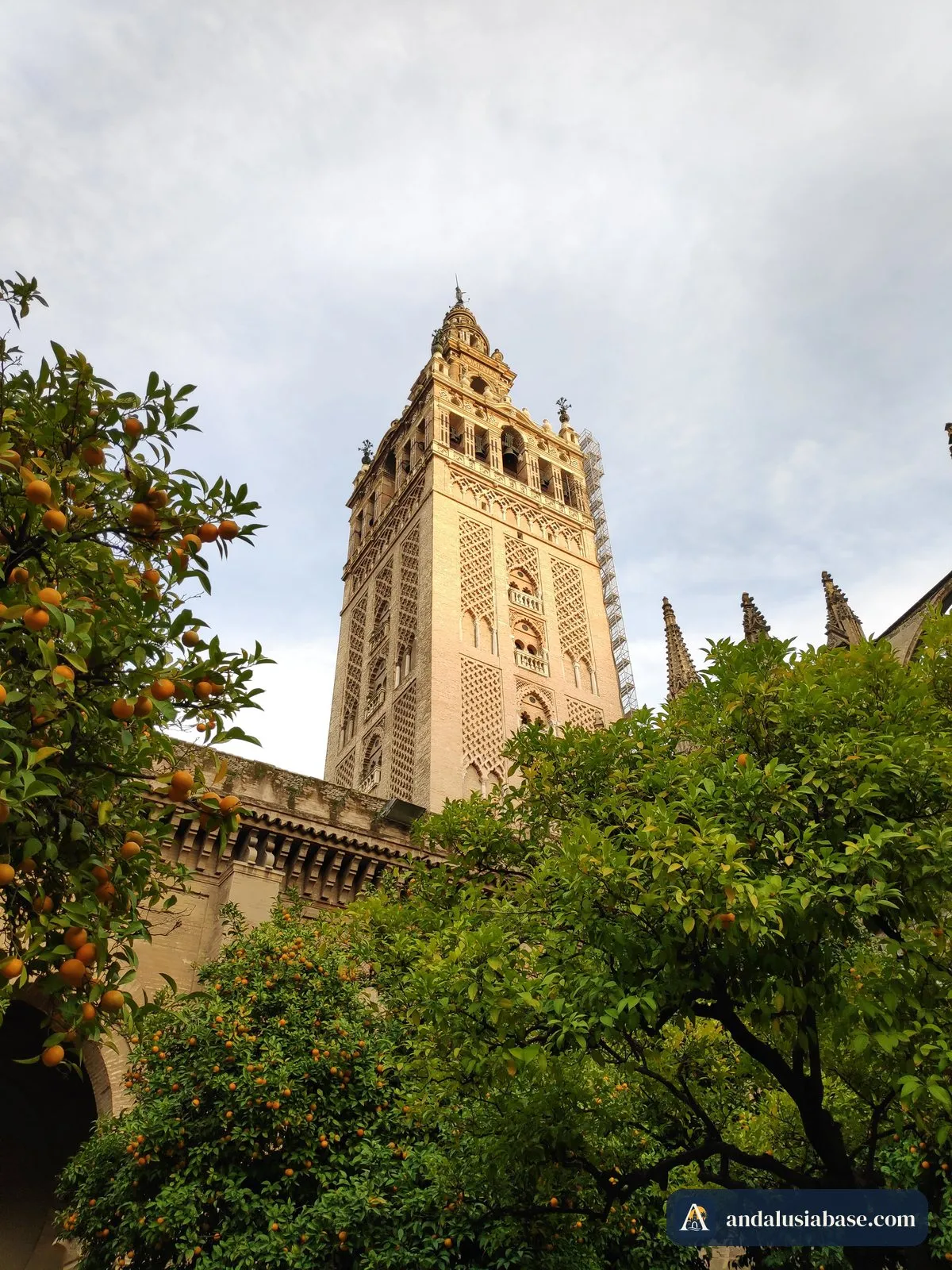 A Giralda a erguer-se sobre as laranjeiras junto à catedral de Sevilha