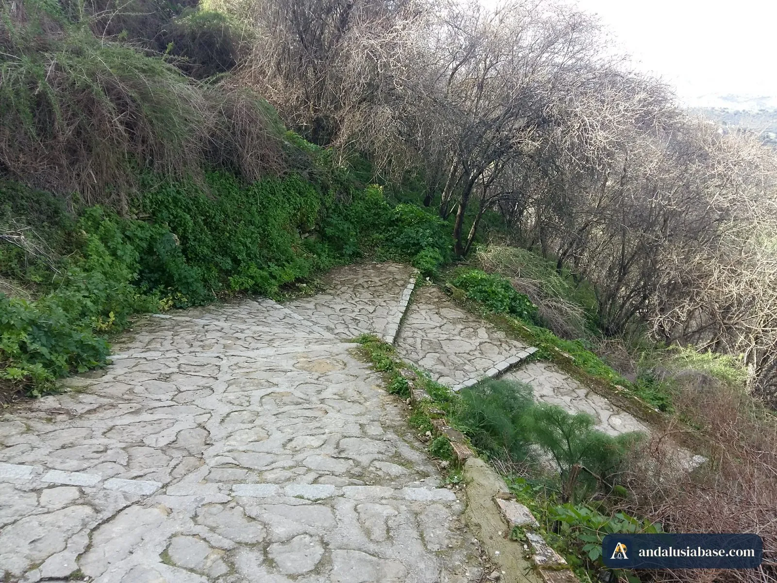 Almond trees in blossom along a path near Ronda in February