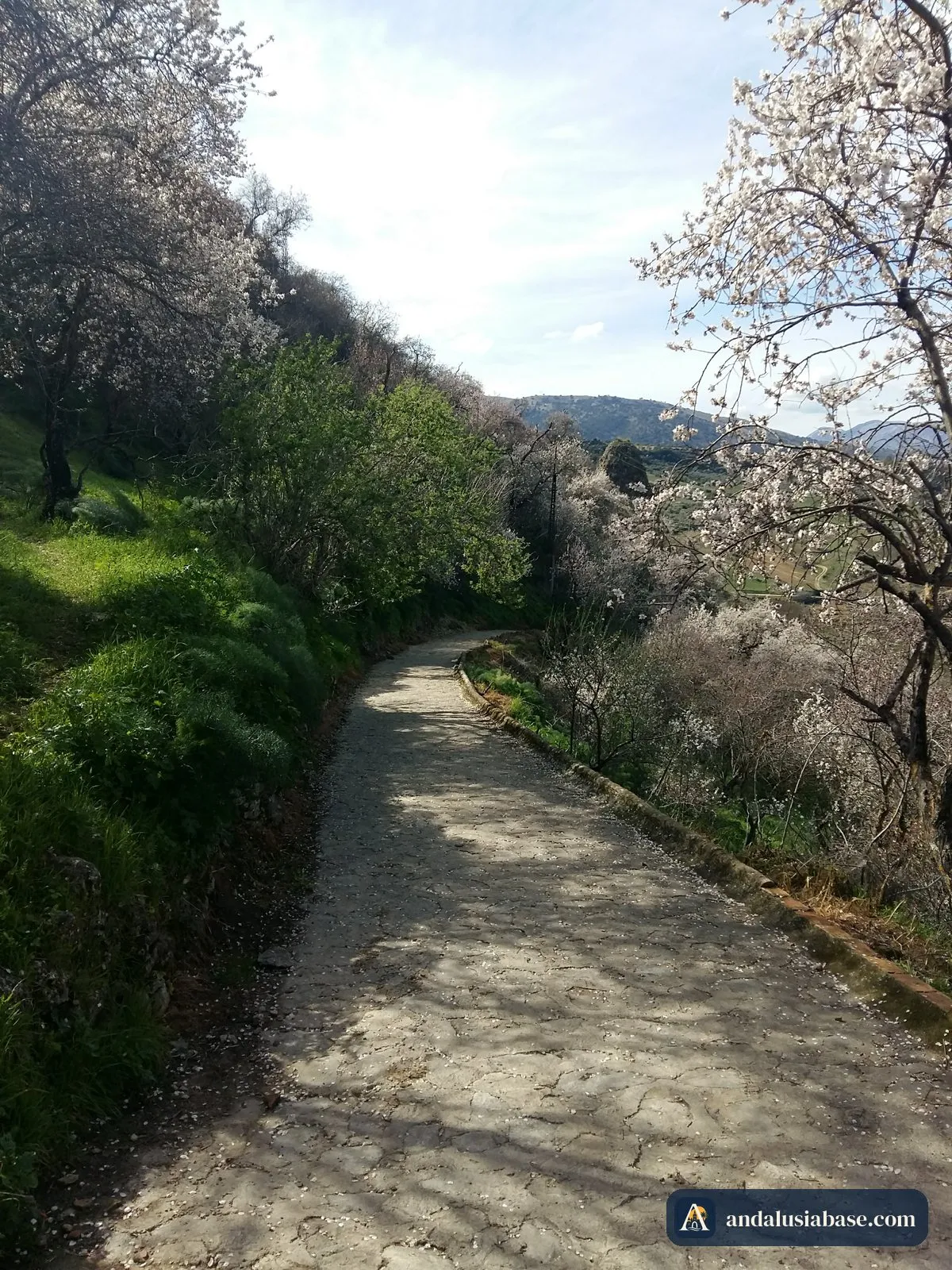 Trilho que desce ao desfiladeiro de Ronda, entre amendoeiras em flor