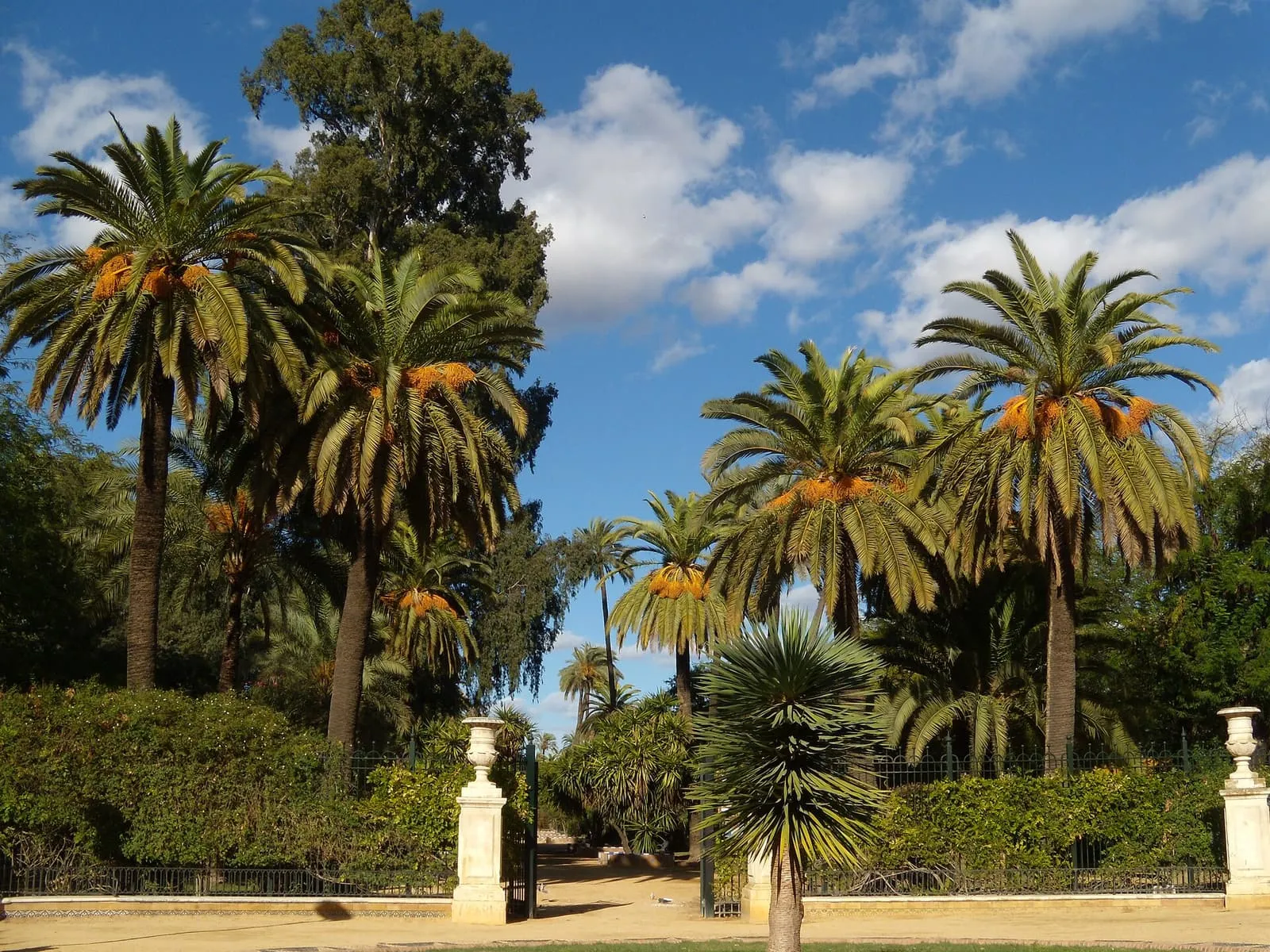 Alte palme e siepi nei Jardines de Murillo a Siviglia in una giornata di sole