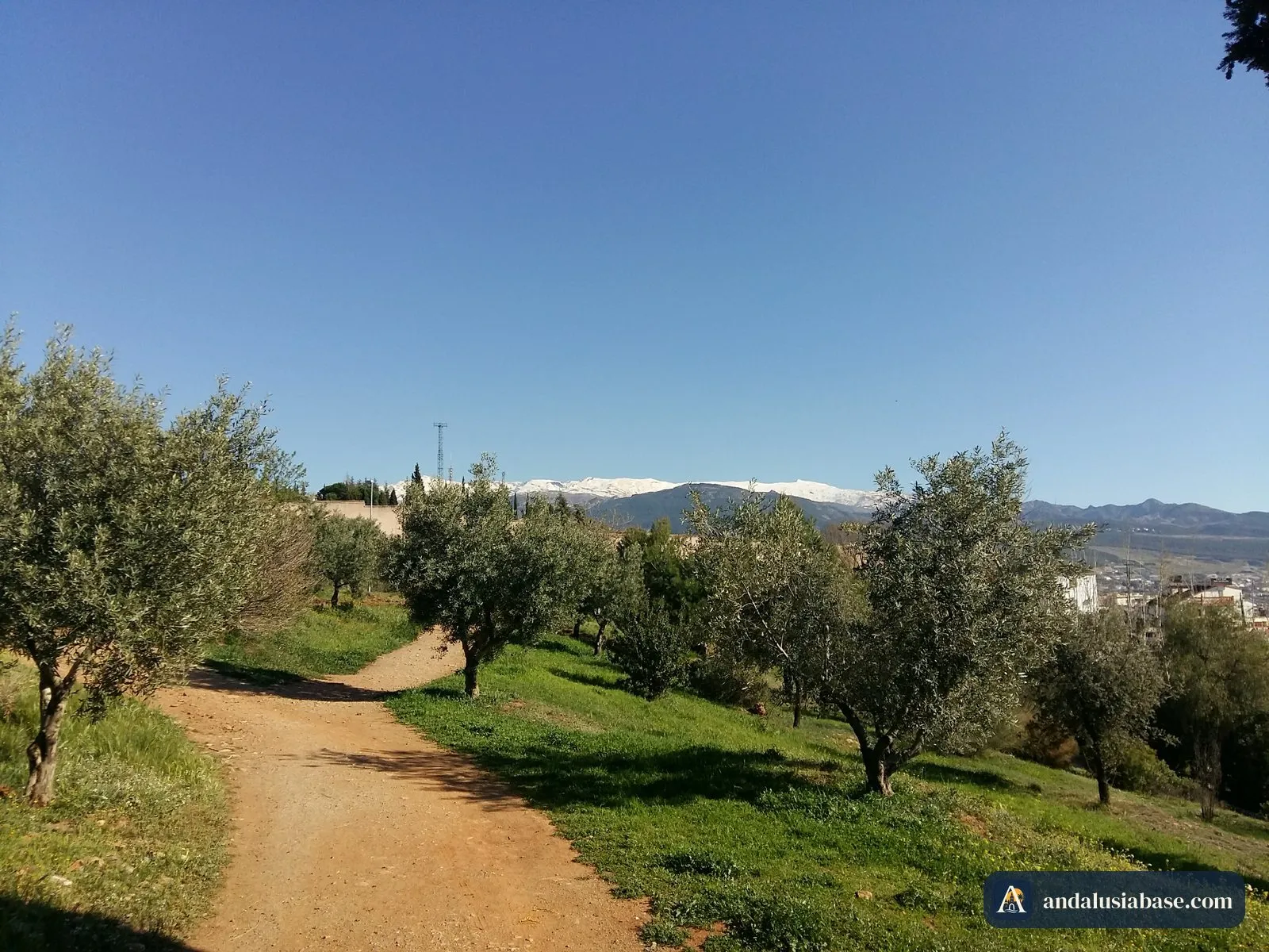 Um caminho de terra entre oliveiras com a Sierra Nevada nevada no horizonte