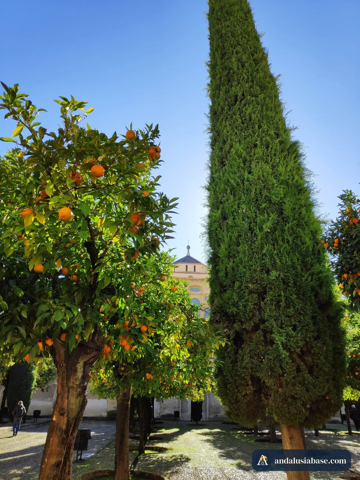 Laranjeiras e um cipreste alto no Patio de los Naranjos da Mesquita, de entrada gratuita