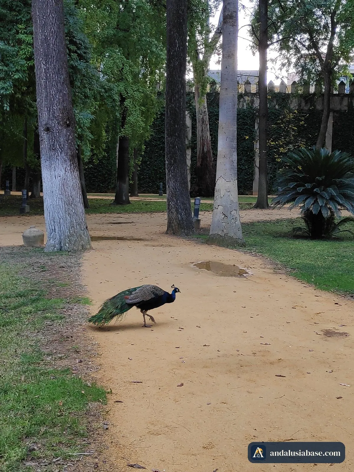 Um pavão atravessa um caminho de areia sob árvores altas nos jardins do Alcázar
