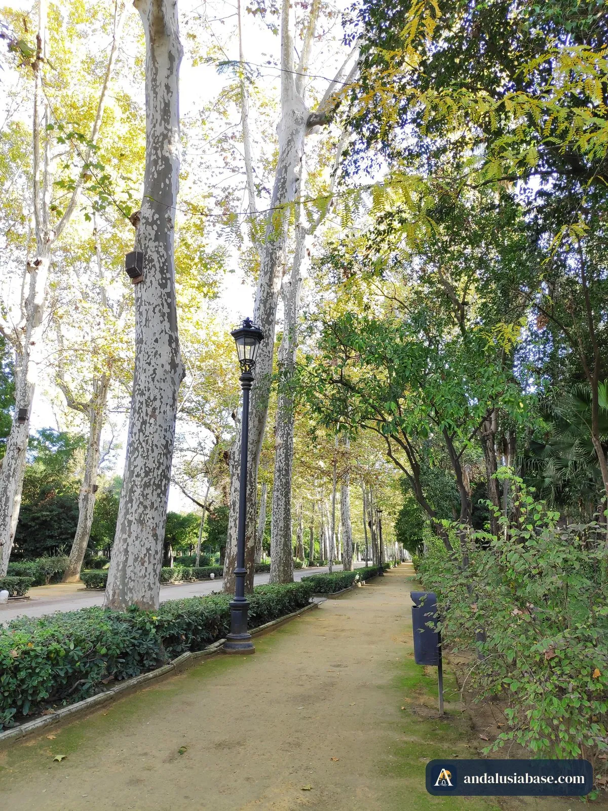 Uma alameda arborizada com um candeeiro antigo no Parque de María Luisa em novembro