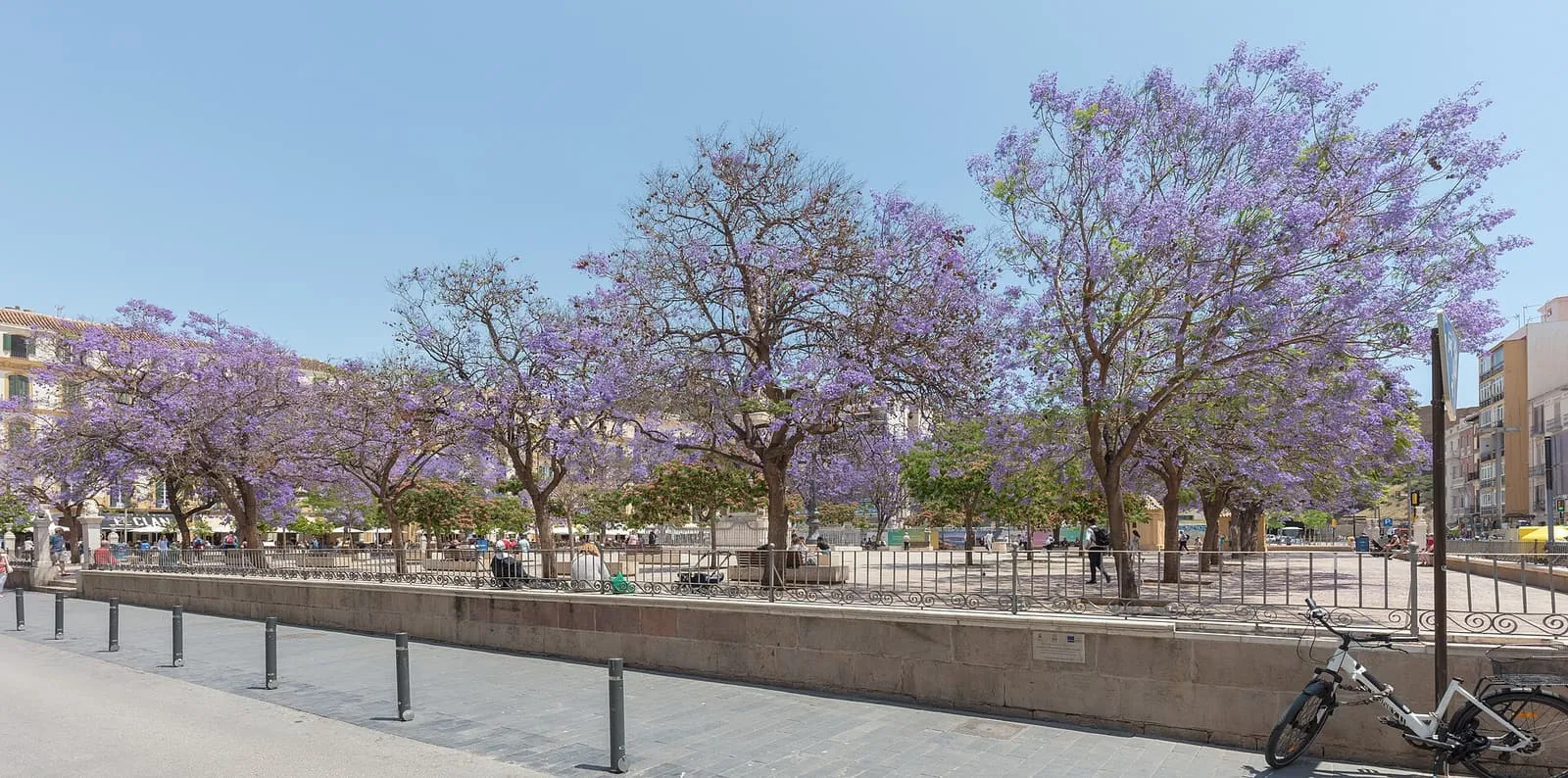 Jacarande in fiore viola in Plaza de la Merced a Malaga